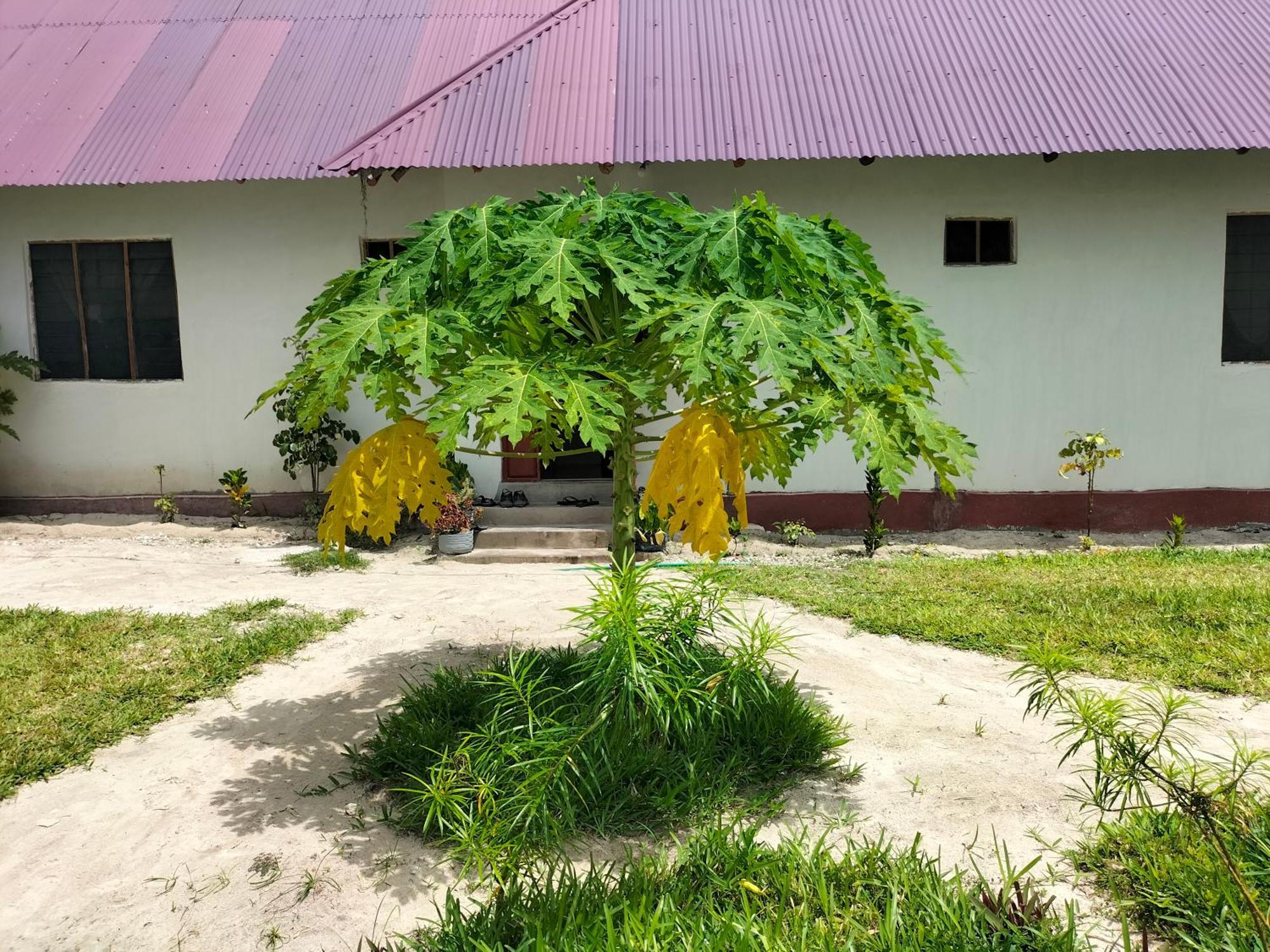 Mambo Leo Hostel Paje Exteriér fotografie