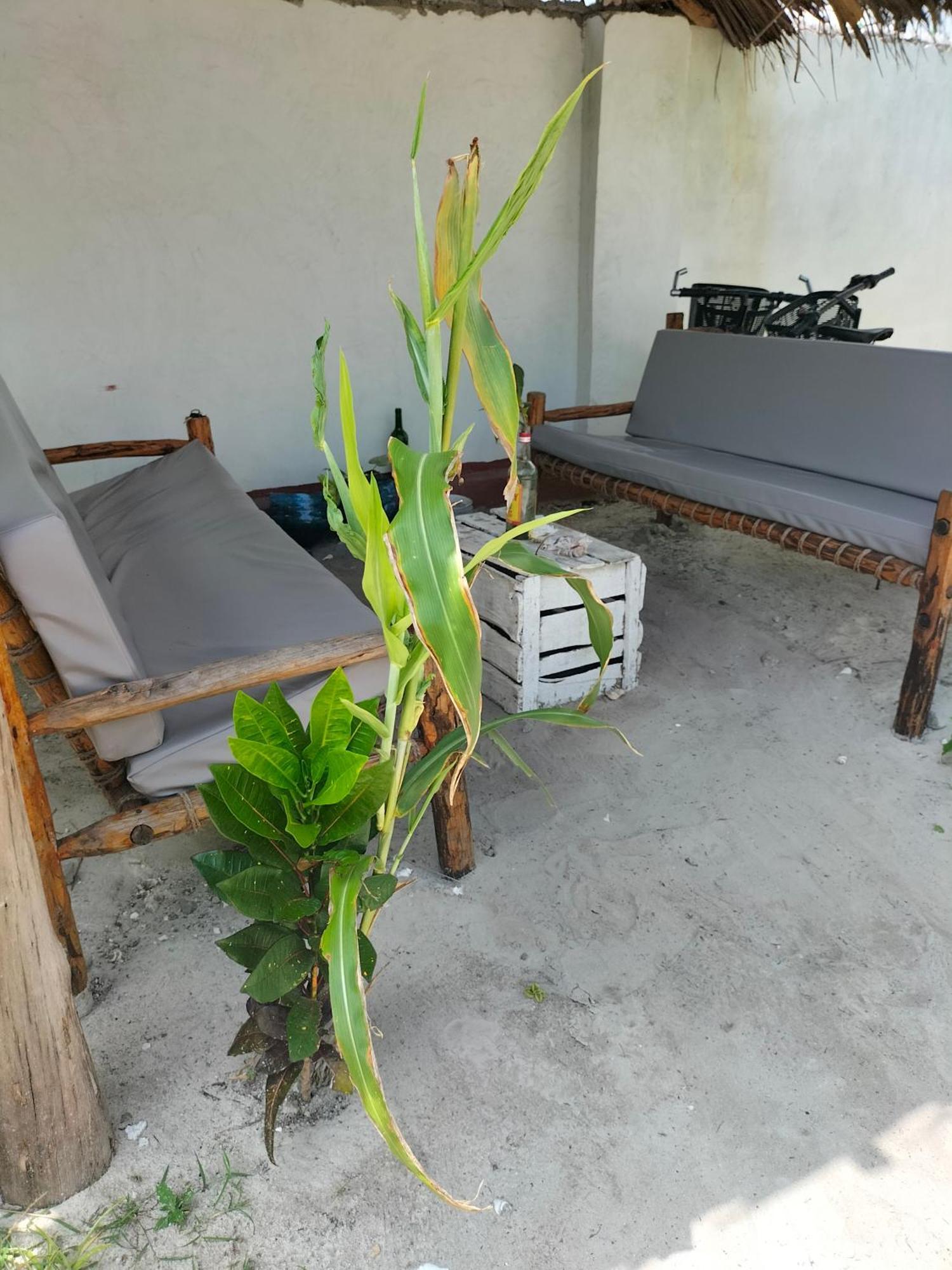 Mambo Leo Hostel Paje Exteriér fotografie